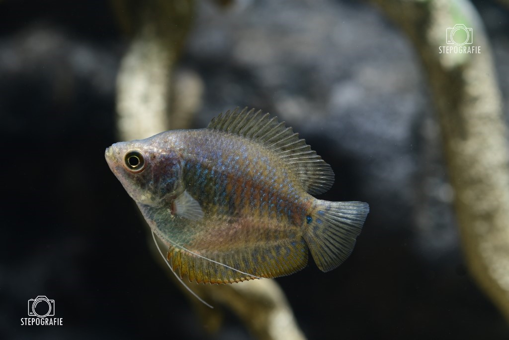 Zwergfadenfisch (Trichogaster lalia/lalius)