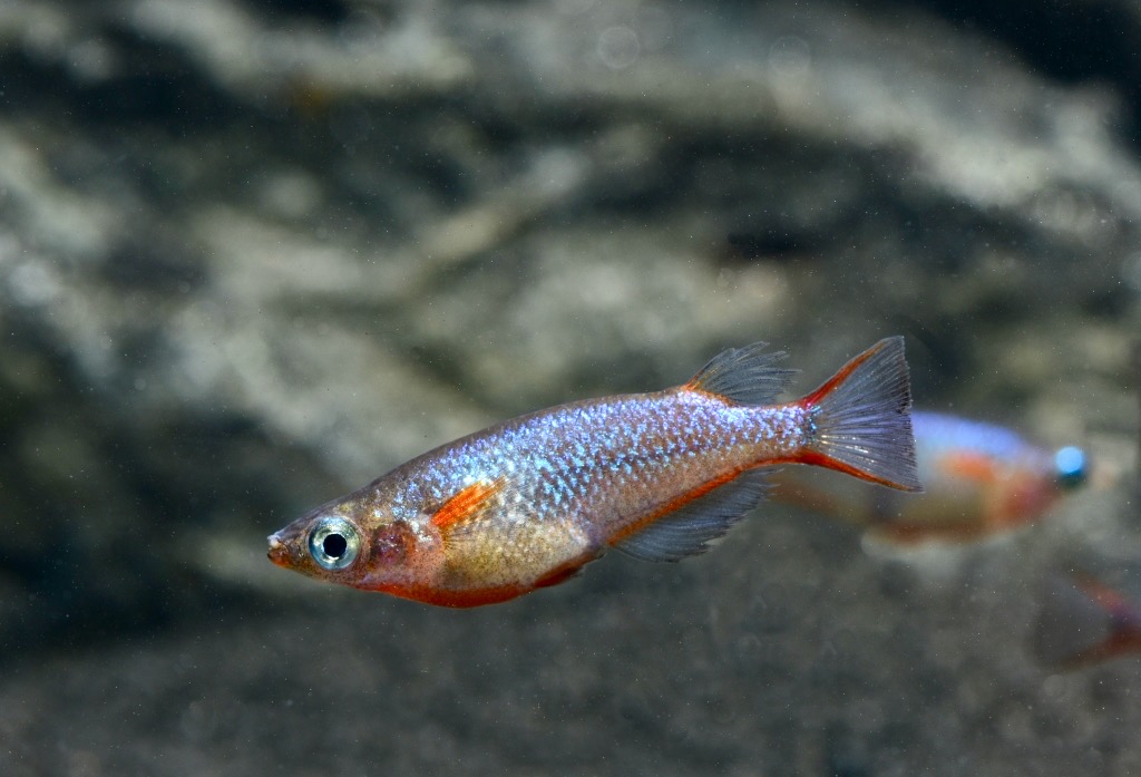 Neon oder Regenbogen Reisfisch (Oryzias woworae)