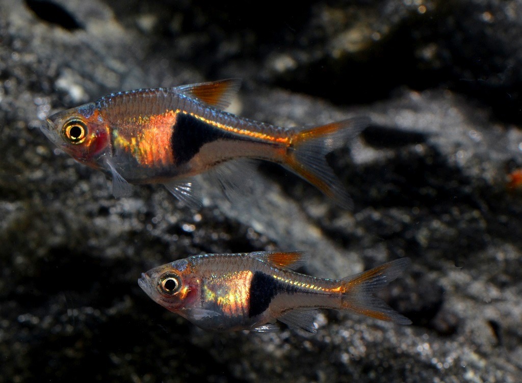 Fische für ein 120 Liter Südostasien-Aquarium "Klassik"