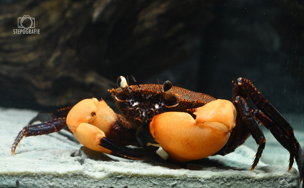 Towuti Krabbe (Syntripsa flavichela/Parathelphusa ferruginea)
