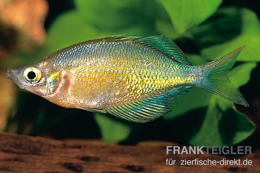Wanam-Regenbogenfisch (Glossolepis wanamensis)