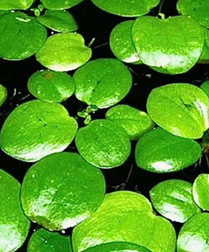 Südamerikanischer Froschbiss - Limnobium laevigatum - Schwimmpflanze