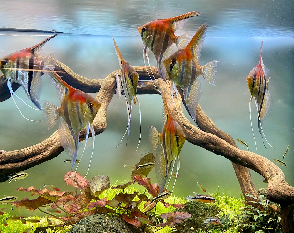 Besatzvorschlag: Fische für ein 450 Liter Skalar-Aquarium