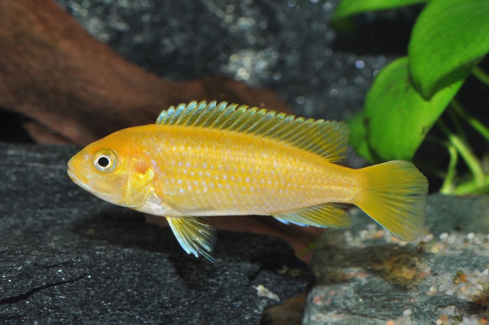 Kobalt-Orange-Buntbarsch (Melanochromis johannii)
