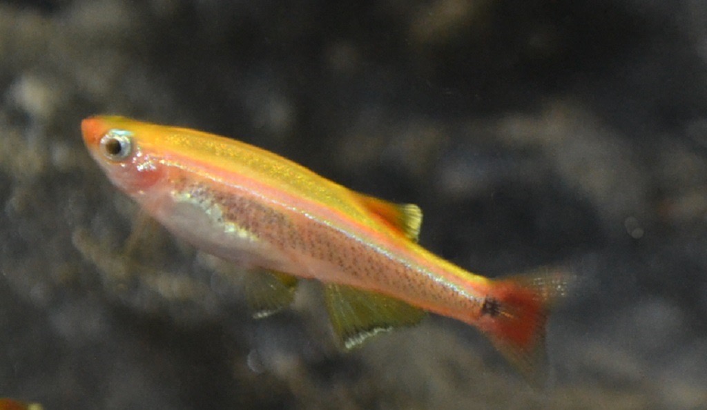 Kardinalfisch green eye gold (Tanichthys albonubes var.)