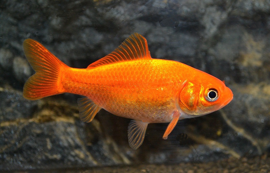 Goldfisch Klassisch (Carassius auratus)