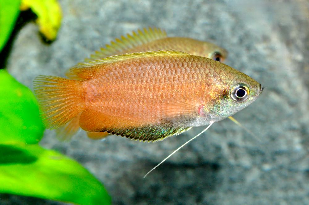 Honiggurami (Trichogaster chuna)