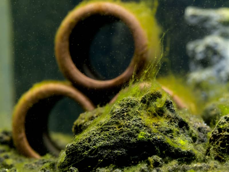 Algen im Aquarium bekämpfen