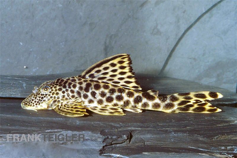 Leopard Trugschilderwels bzw Orangesaum Guyanaharnischwels (L 075 Ancistomus cf. Sabaji)