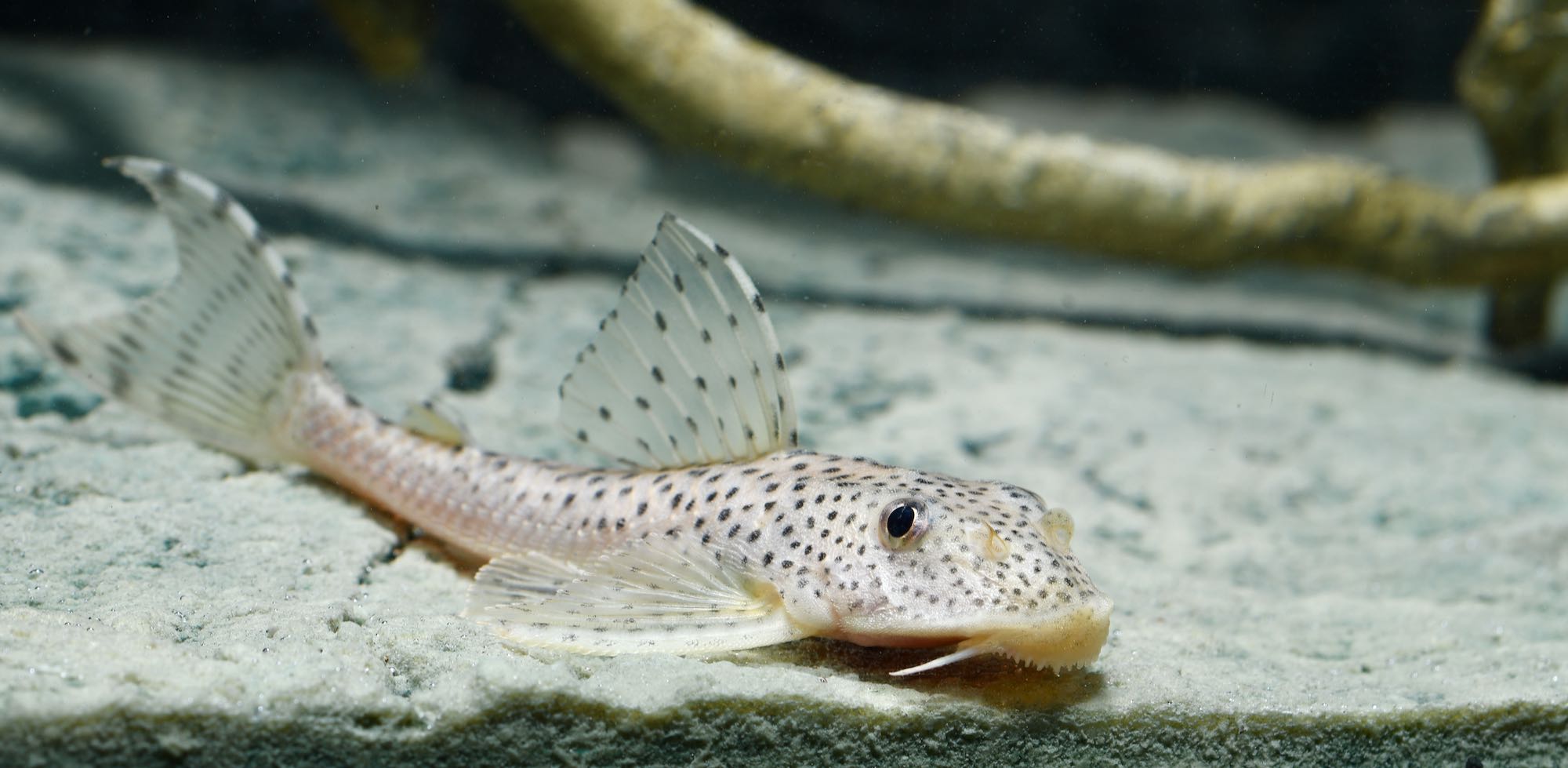 Fische für ein 450 Liter Skalar-Aquarium "Spezial"