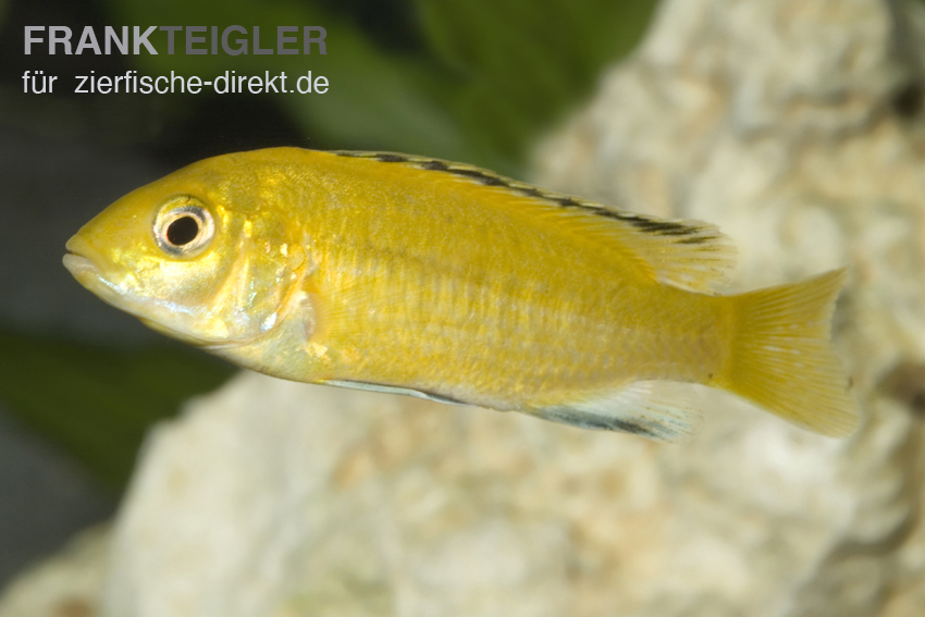 Gelber Malawibuntbarsch M (Labidochromis caeruleus yellow)