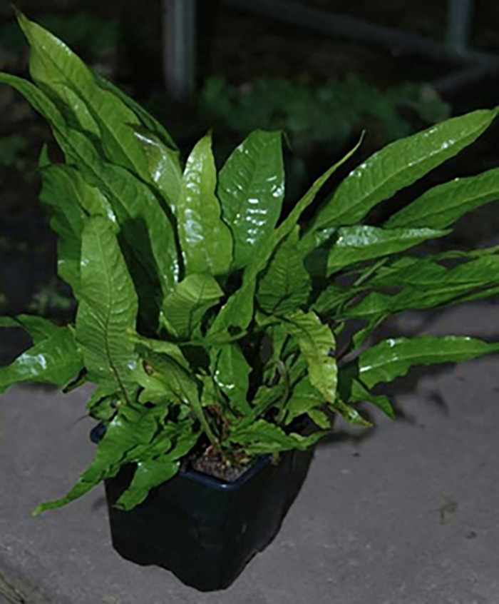 Javafarn (Microsorum pteropus) -Mutterpflanze-