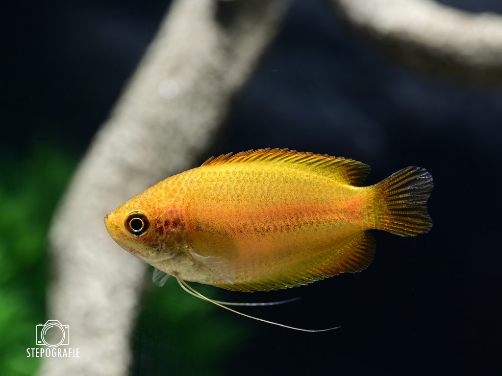Goldener Honiggurami, Größe "M" (Trichogaster chuna var.)