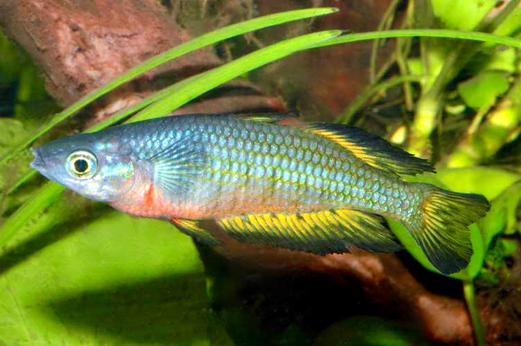 Parkinsons Regenbogenfisch (Melanotaenia parkinsoni)