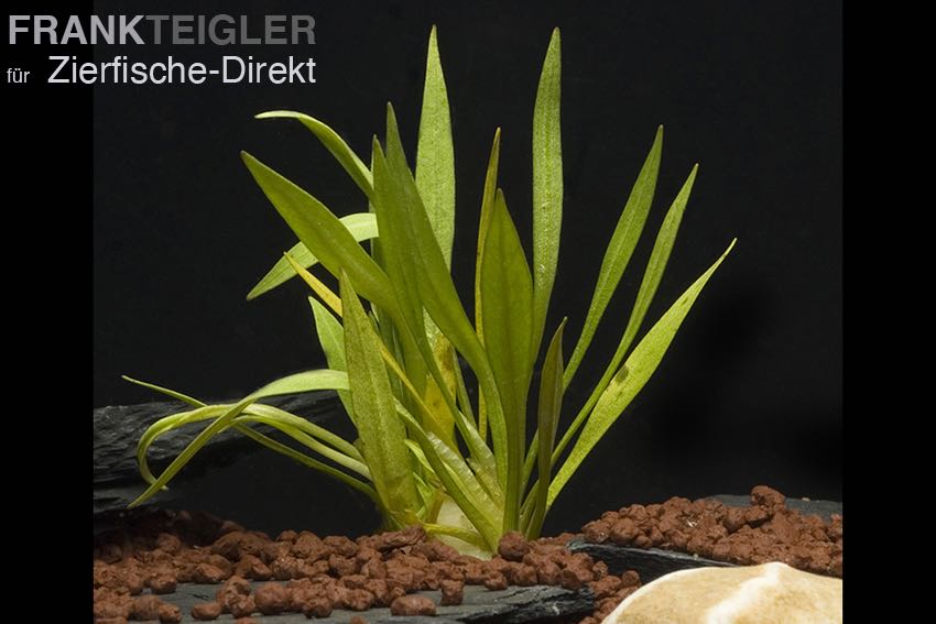 Echinodorus tenellus (Helanthium tenellum)