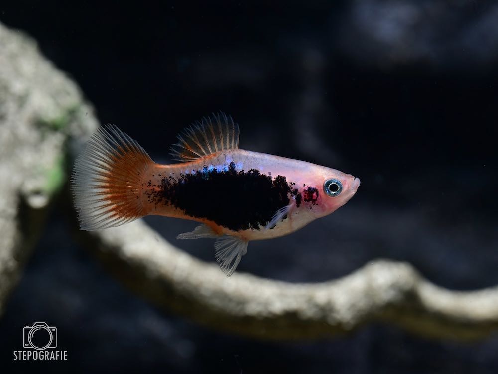 Platy Red Tail Silver Coral (Xiphophorus maculatus)