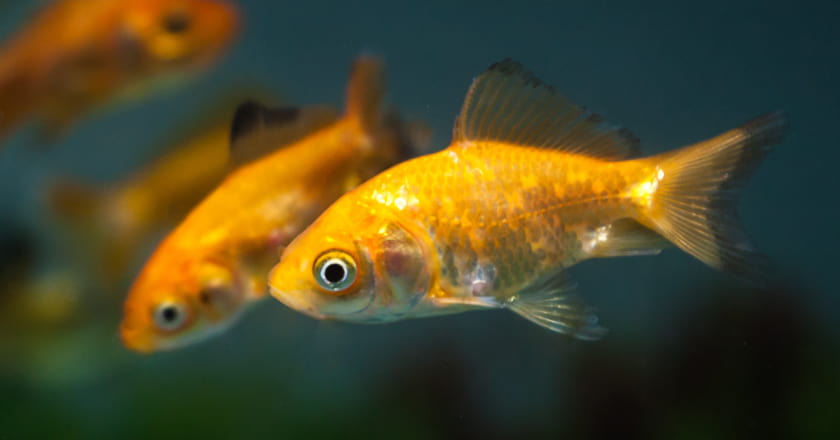 Fische für Gartenteich und Kaltwasser-Aquarium