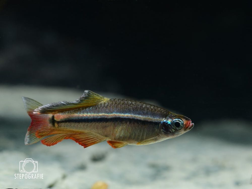 Vietnam Zwergkardinalfisch (Tanichthys micagemmae)