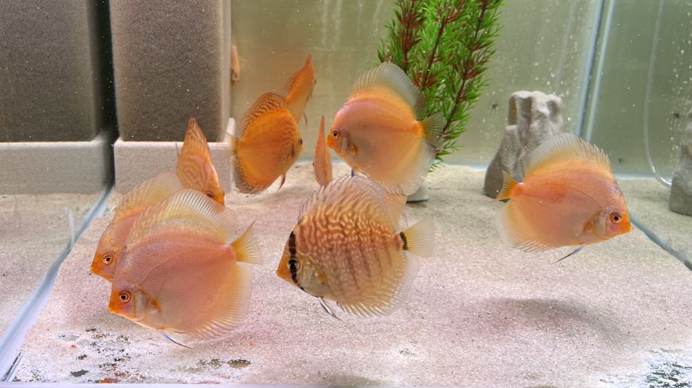 Diese Gruppe ist verkauft! 9,5 - 10 cm Diskusfische Vorteilsgruppe 11 Tiere, gemischte Farben (Stend