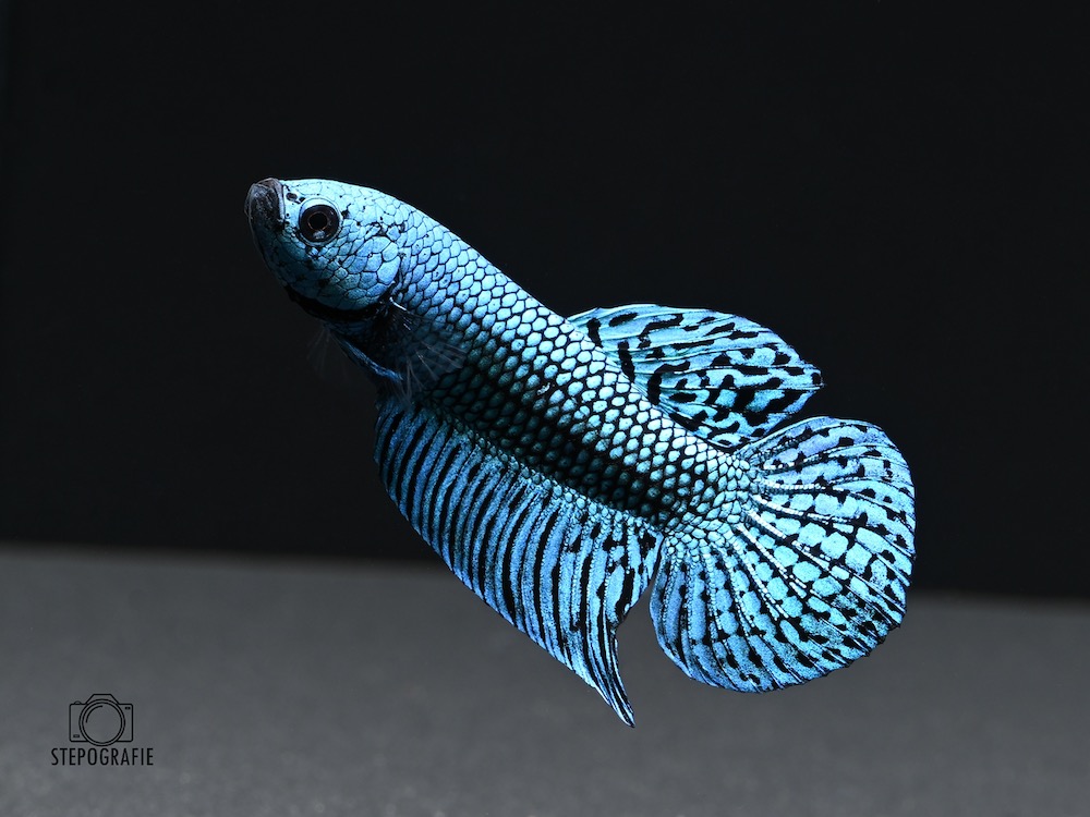 Blue Alien Kampffisch (Betta spec. Blue Alien)