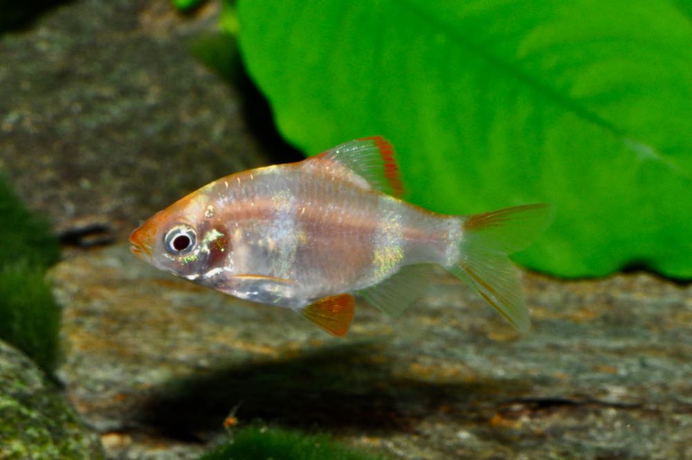 Goldsumatrabarbe M (Barbus anchisporus var.)
