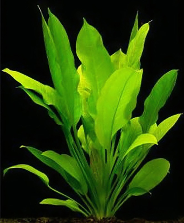 Echinodorus amazonicus -1 Bund = 2 Pflanzen