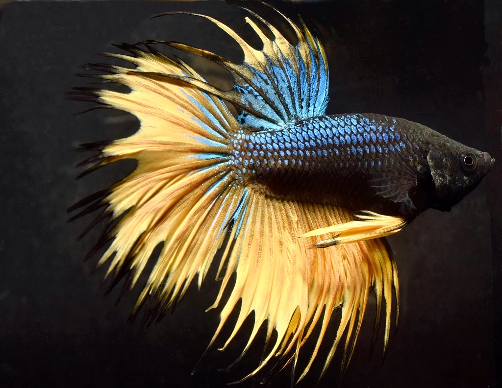 Betta splendens Crowntail Kampffisch: Körper blau-schwarz, Flossen gelb, bzw. gelb-schwarz