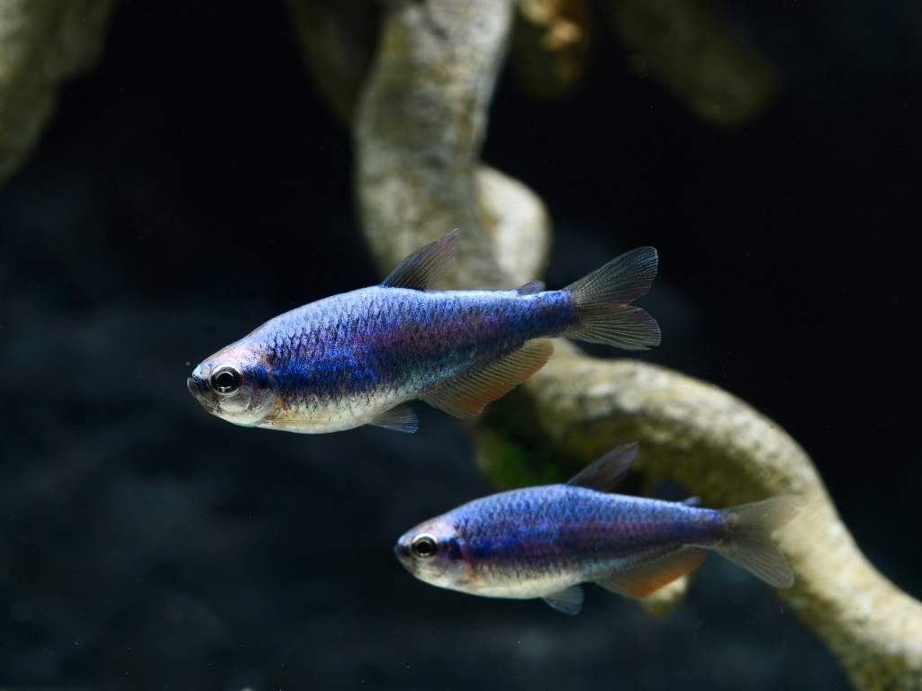 Fische für ein 180 Liter Südamerika-Aquarium "Spezial"