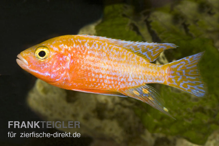 Kaiserbuntbarsch ML (Aulonocara firefish)