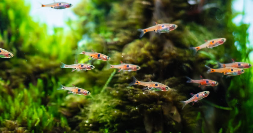 Nanofische und Minifische für kleine Aquarien