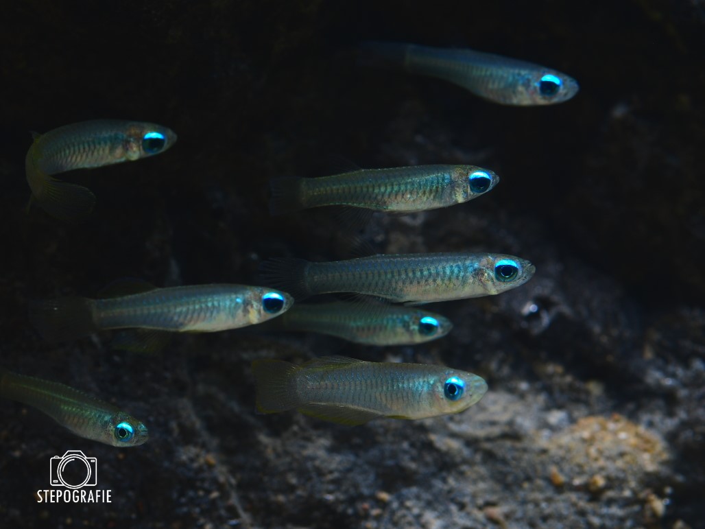 Normans Leuchtaugenfisch (Aplocheilichthys normani)