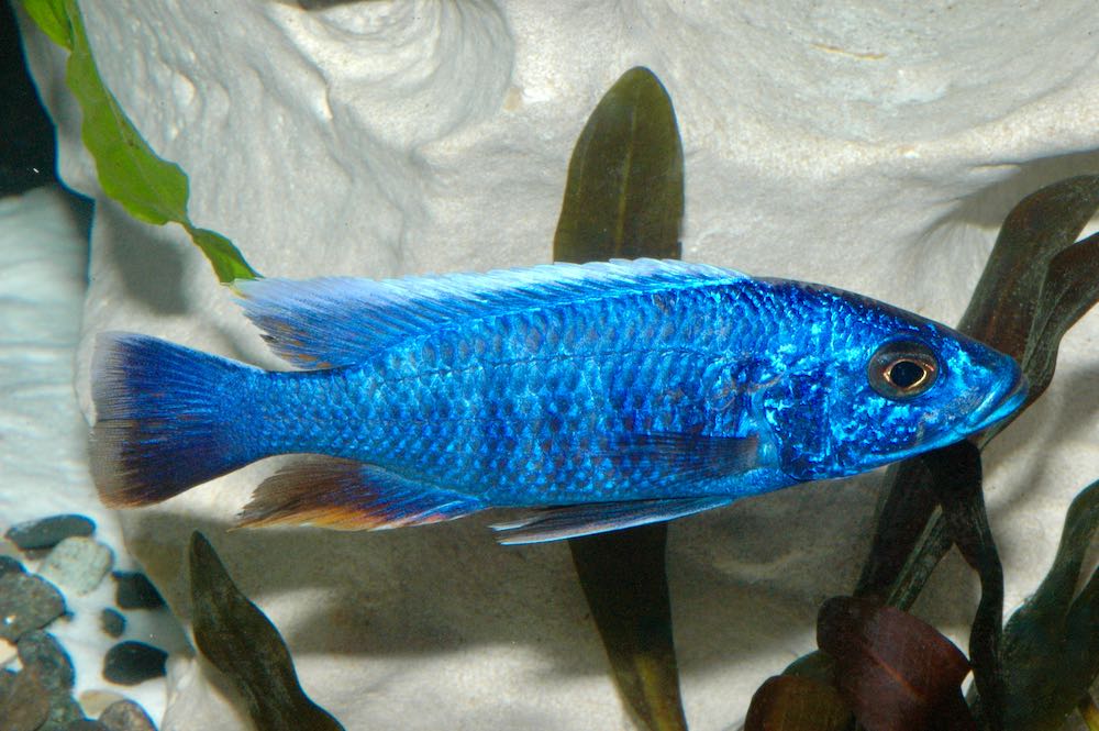 Blauer Malawibarsch (Sciaenochromis fryeri) - Größe "L"