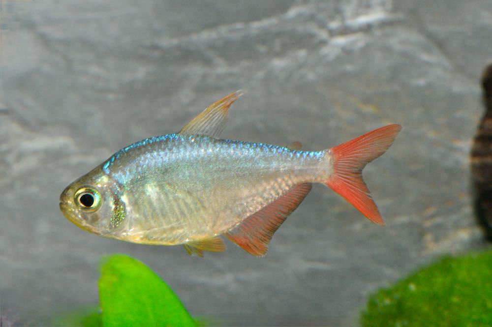 Rot-blauer Kolumbianer (Hyphessobrycon columbianus)