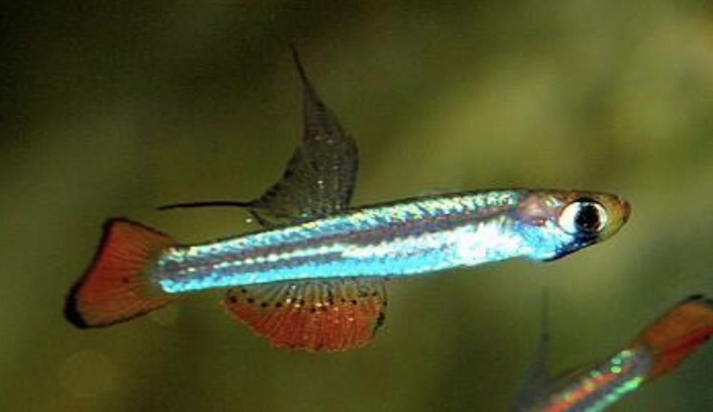 Kolibri Zwerg-Leuchtaugenfisch (Congopanchax brichardi)