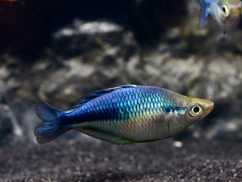 Aquamarin, bzw. Türkis oder Blauer Regenbogenfisch (Melanotaenia lacustris)