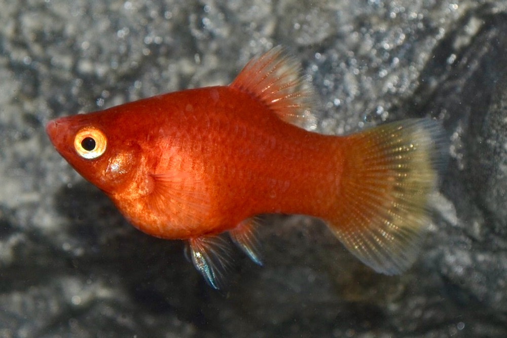 Platy Rot (Xiphophorus maculatus var.)