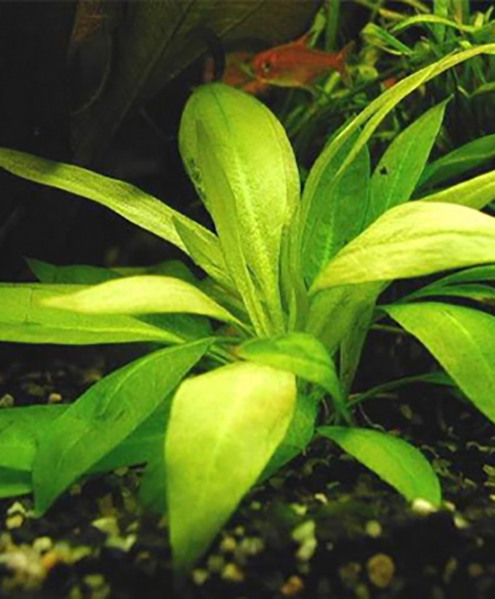 Echinodorus magdalenensis -Zwerg Schwertpflanze- -im Topf-