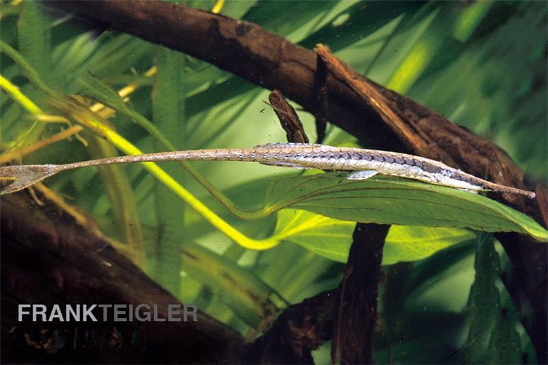 Gemeiner Nadelwels (Farlowella acus)