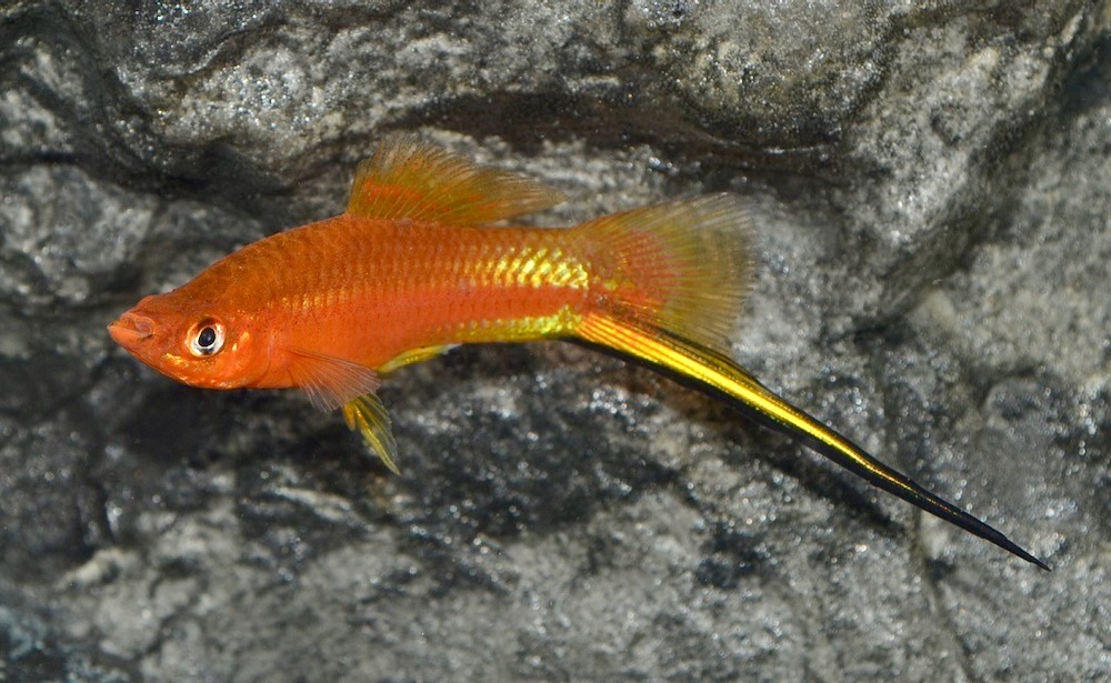 Schwertträger Rot (Xiphophorus helleri var.)