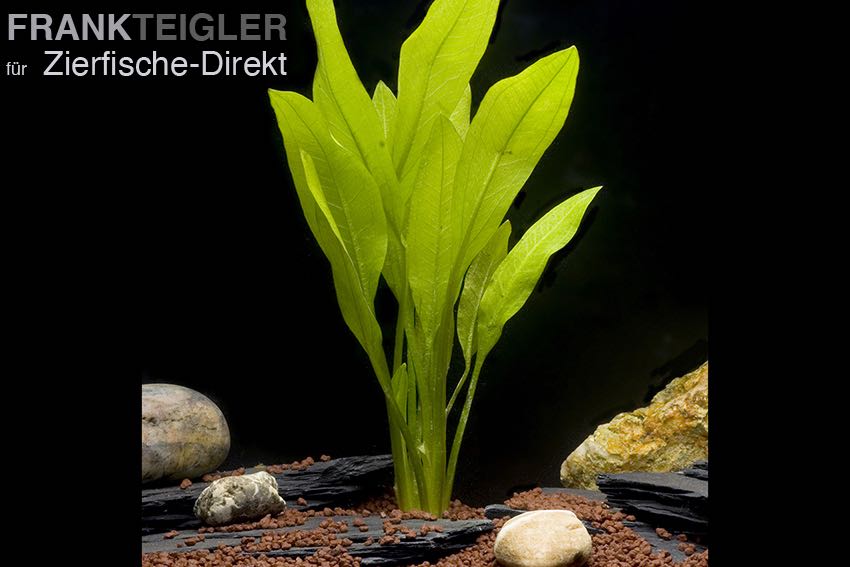 Echinodorus Bleheri -Mutterpflanze-