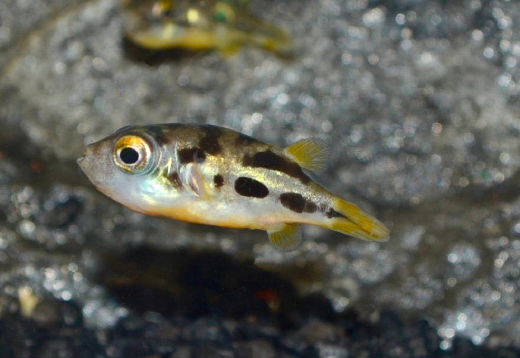 Erbsenkugelfisch (Carinotetraodon travancoricus)