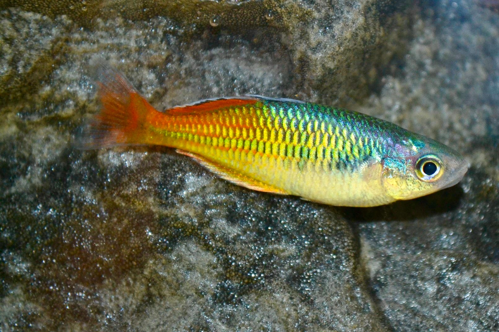 Regenbogenfische aus Australien im Aquarium