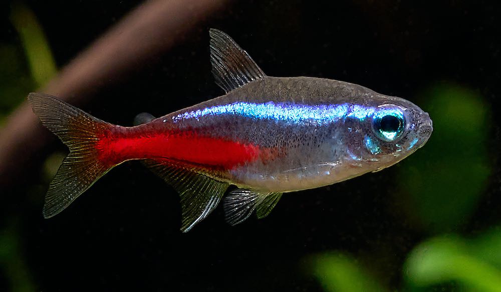 Fische für ein 54 Liter Südamerika-Aquarium "Klassiker"