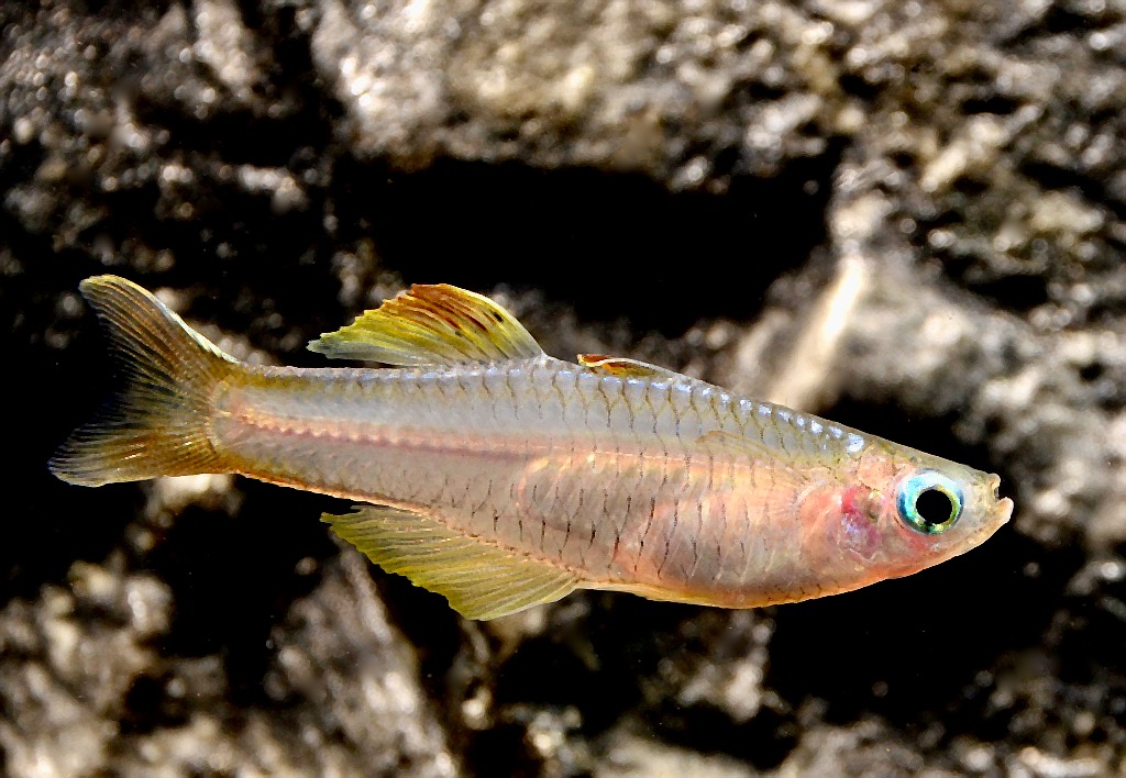 Ivantsoffs Regenbogenfisch / Blauauge (Pseudomugil ivantsoffi)