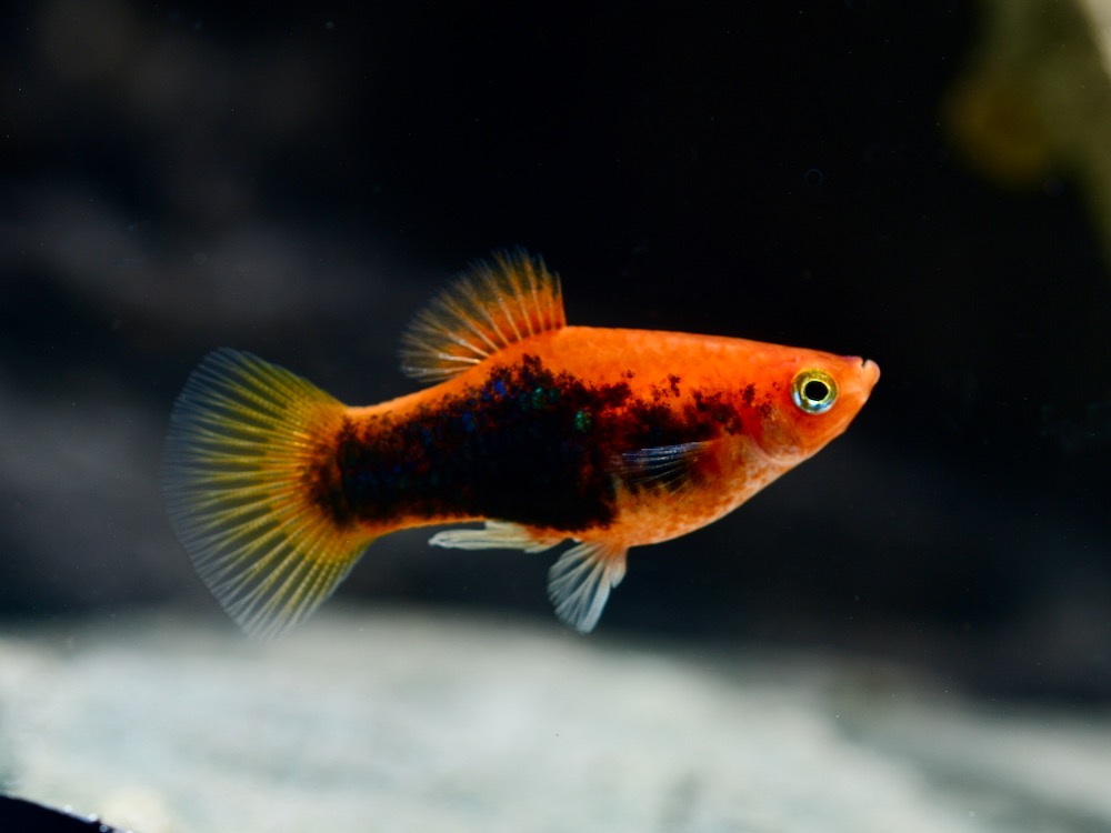 Fische für ein 54 Liter Gesellschafts-Aquarium für Anfänger "Klassik"