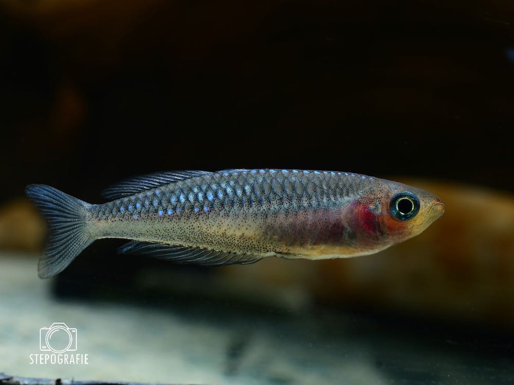 Searys Creek Regenbogenfisch (Rhadinocentrus ornatus)