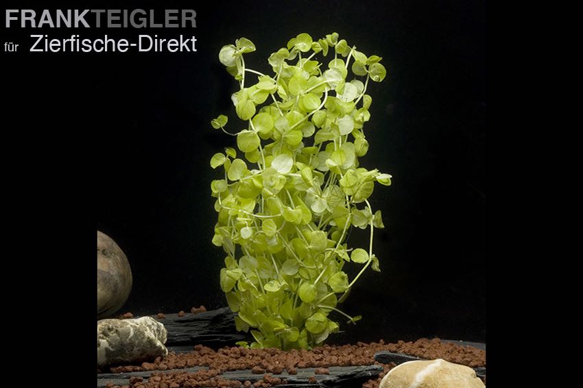 Rundblättriges Perlkraut (Micranthemum umbrosum)