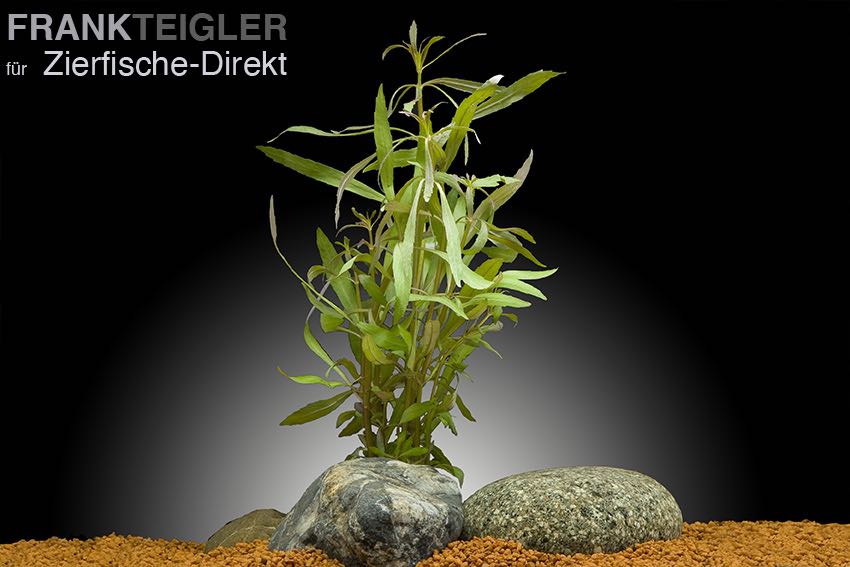 Quirlblättrige Sternpflanze (Pogostemon stellatus (Eustralis stellata))