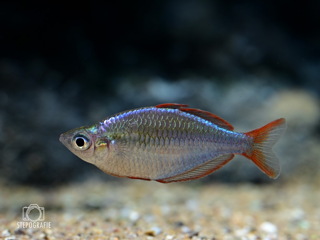 Diamant-Regenbogenfisch (Melanotaenia preacox)