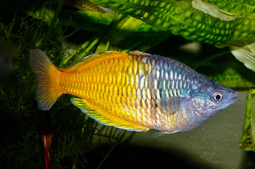 Boesemans Regenbogenfisch DNZ L(Melanotaenia boesemani)